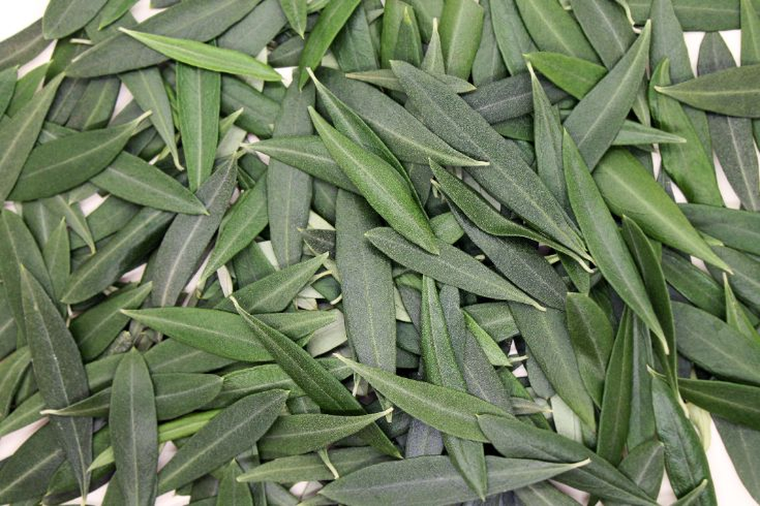 ペレットバーベキューグリル BlackOlive ブラックオリーブ ペレットバーベキューグリル BlackOlive ブラックオリーブ ペレット